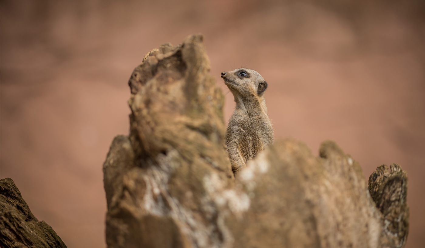 meerkat