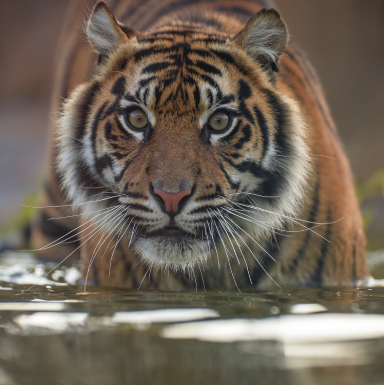 Sumatran Tiger at Chester Zoo
